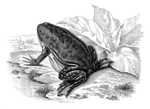 Clawed Frog1849 Engraving [url=http://www.istockphoto.com/my_lightbox_contents.php?lightboxID=14941944][IMG]http://i1198.photobucket.com/albums/aa458/benwabo/Banners/b_Engravings.jpg[/IMG][/URL] [url=http://www.istockphoto.com/search/portfolio/157778/source/ref#d5c1fea][img]http://i1198.photobucket.com/albums/aa458/benwabo/Banners/b_Portfolio.jpg[/img][/url] [url=http://www.istockphoto.com/my_lightbox_contents.php?lightboxID=4828][img]http://i1198.photobucket.com/albums/aa458/benwabo/Banners/b_Backgrounds.jpg[/img][/url] [url=http://www.istockphoto.com/my_lightbox_contents.php?lightboxID=11538675][img]http://i1198.photobucket.com/albums/aa458/benwabo/Banners/b_Textures.jpg[/img][/url] [url=http://www.istockphoto.com/my_lightbox_contents.php?lightboxID=860579][img]http://i1198.photobucket.com/albums/aa458/benwabo/Banners/b_Models.jpg[/img][/url] [url=http://www.istockphoto.com/my_lightbox_contents.php?lightboxID=11637998][img]http://i1198.photobucket.com/albums/aa458/benwabo/Banners/b_Food.jpg[/img][/url] [url=http://www.istockphoto.com/my_lightbox_contents.php?lightboxID=11641611][img]http://i1198.photobucket.com/albums/aa458/benwabo/Banners/b_life.jpg[/img][/url] [url=http://www.istockphoto.com/my_lightbox_contents.php?lightboxID=11477833][img]http://i1198.photobucket.com/albums/aa458/benwabo/Banners/b_Editorial.jpg[/img][/url] [url=http://www.istockphoto.com/my_lightbox_contents.php?lightboxID=1276129][img]http://i1198.photobucket.com/albums/aa458/benwabo/Banners/b_CreativeSpark.jpg[/img][/url] [url=http://www.istockphoto.com/my_lightbox_contents.php?lightboxID=11640911][img]http://i1198.photobucket.com/albums/aa458/benwabo/Banners/b_HiddenGems.jpg[/img][/url]